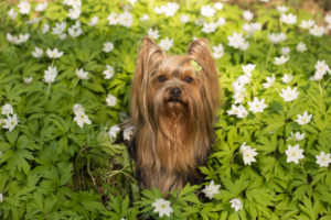 Small dog sits in the middle of the white anemones, Yorkshire Terrier Small dog sits in the middle of the white anemones, Yorkshire Terrier